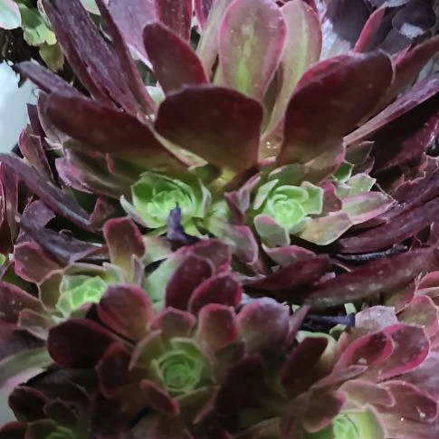 安娜嫩桩法师9.9