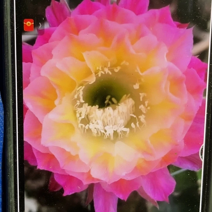 马丙侧芽歪6公分以上满18包邮