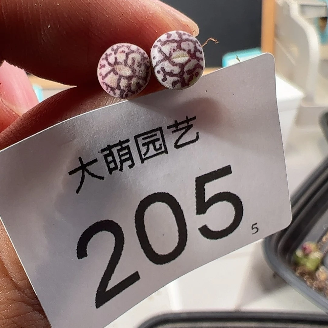 0000205 一物一拍……