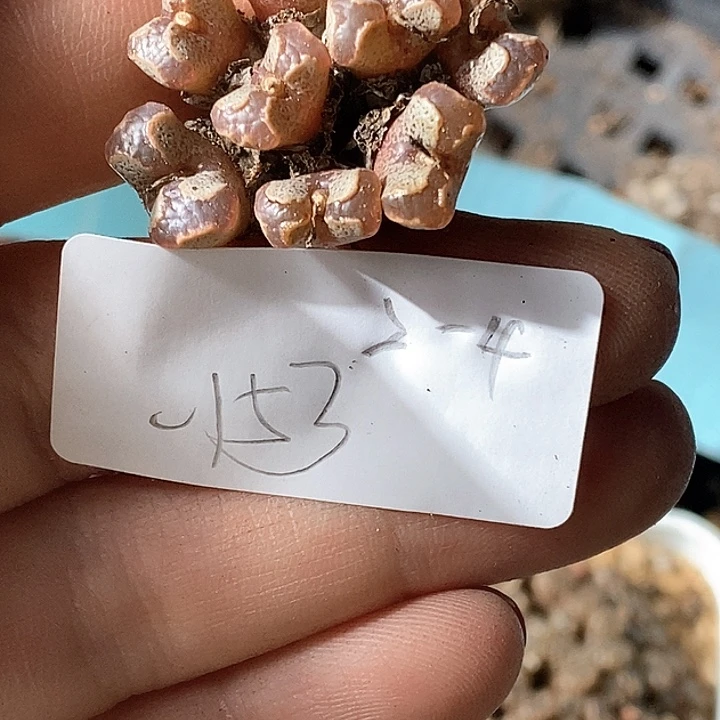 没**?桃喜花园0204-152勋章