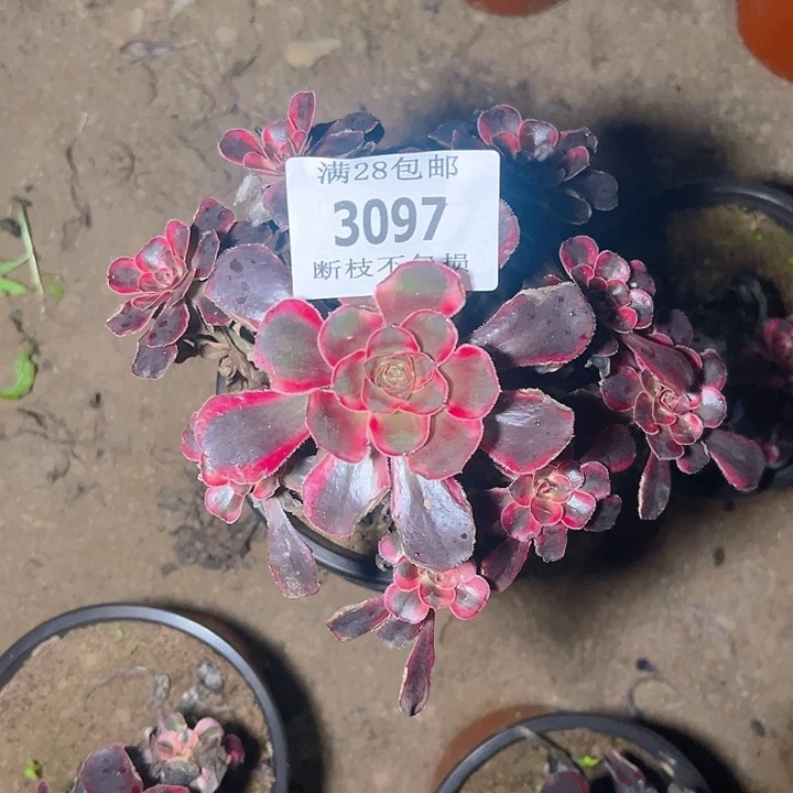 3097丽娜多肉植物保护
