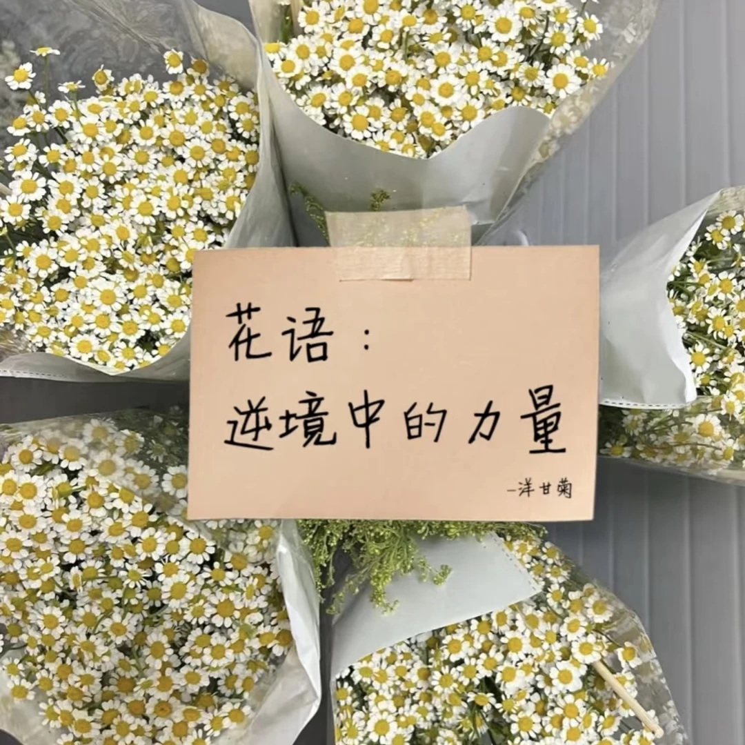 【洋甘菊1把】次日达任意两单送配草三单送花瓶