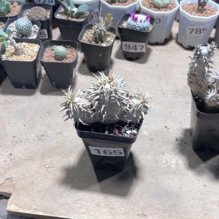 165处理西巴女王块根