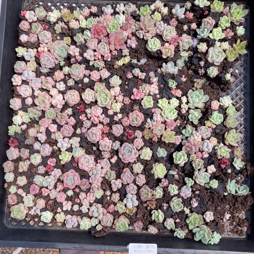 云糖心多肉植物507