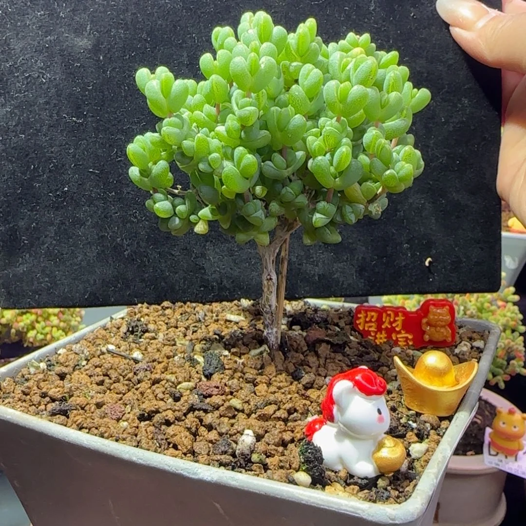 dy189元宝直杆三岔长腿