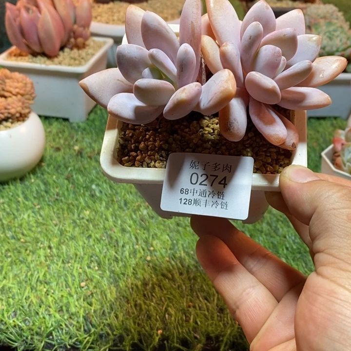 0274啊啊啊啊啊啊啊啊啊啊啊