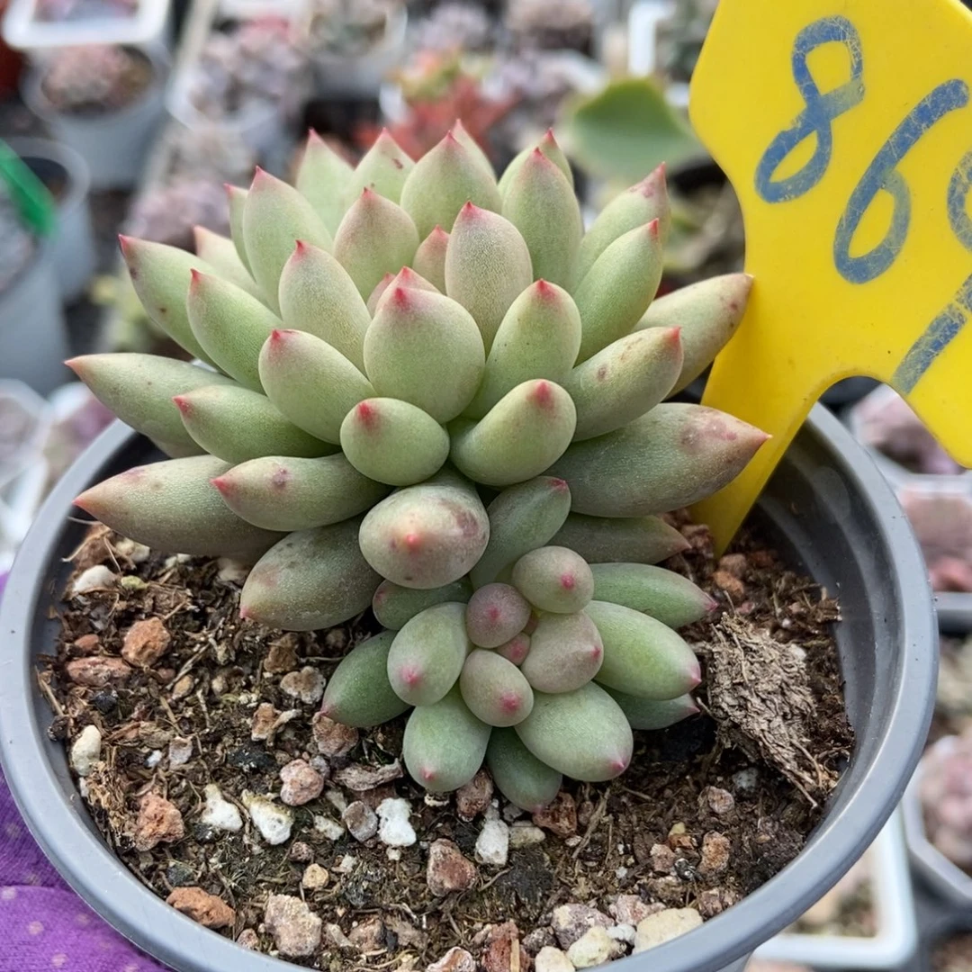 869岩字多肉植物多肉