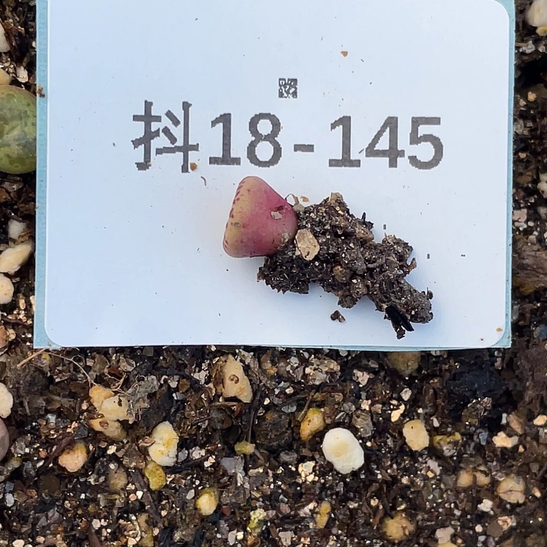 桃***哥18-145肉锥多肉植物