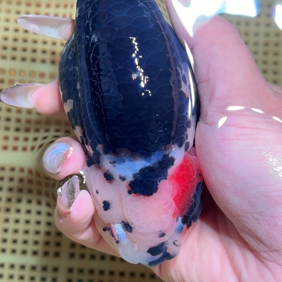 零***金鱼拍包装包装，不拍包装运费到付