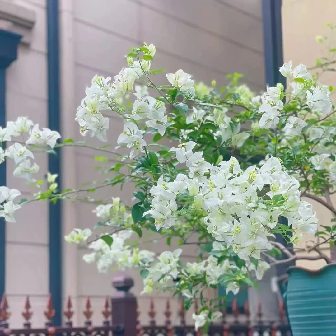 【白雪公主】三角梅四季勤花丰花(收到落花掉叶,光杆属正常不售后 )