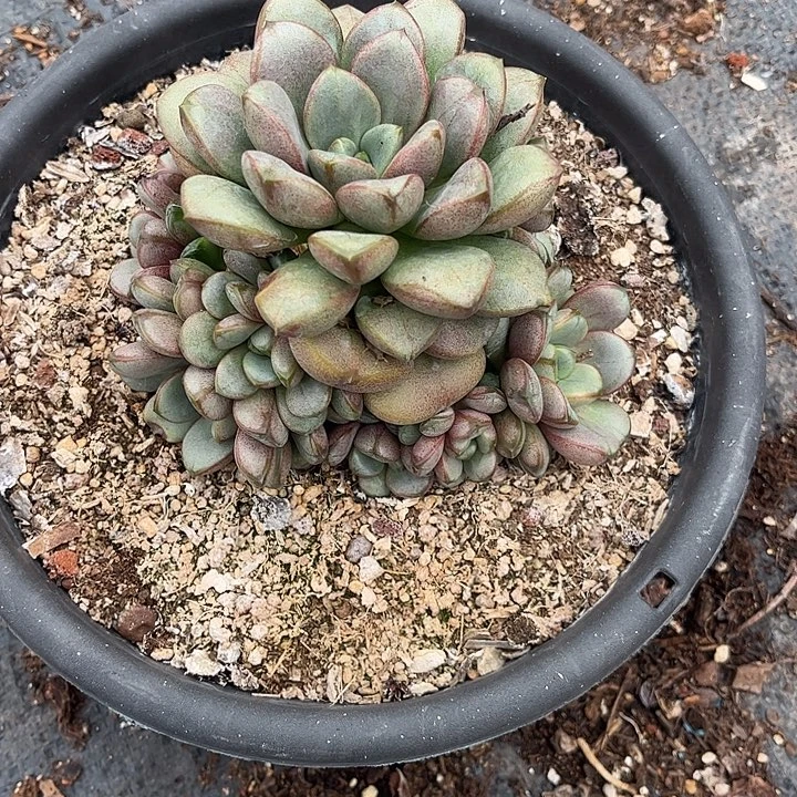 那***花葡萄老桩群，一物一拍