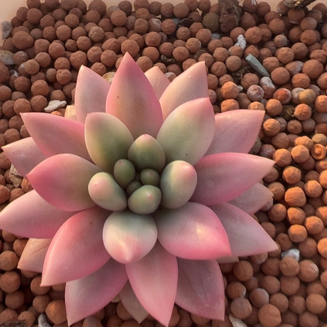 正版蜜桃啵啵锦，覆轮锦