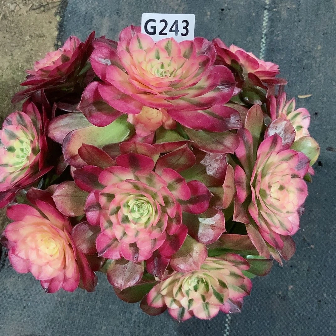 红陶243荔枝3冠服20+