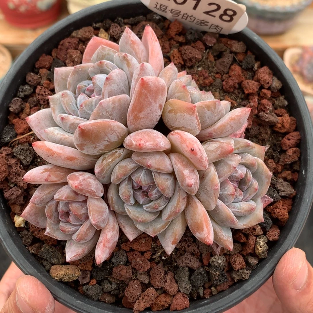 A0128 开播福利 星影小老桩 有砍 9.5cm