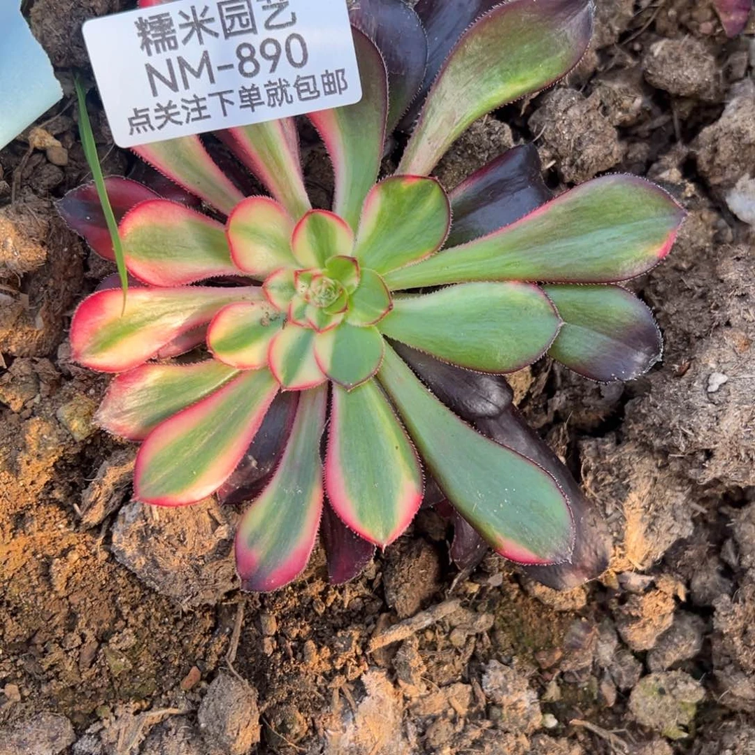 花蝴蝶多肉植物890