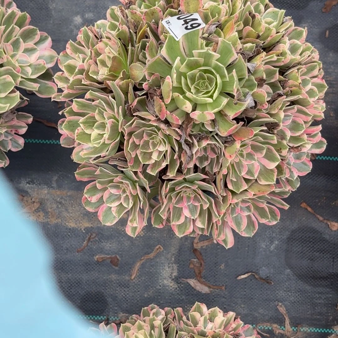 健***乐049男神多肉植物多肉