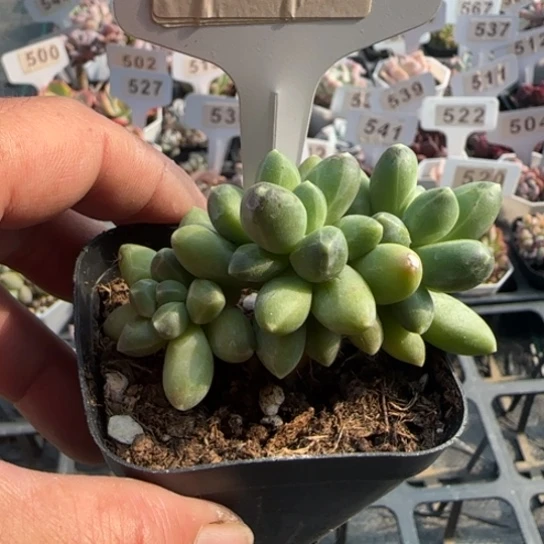 517千代田一物一拍多肉