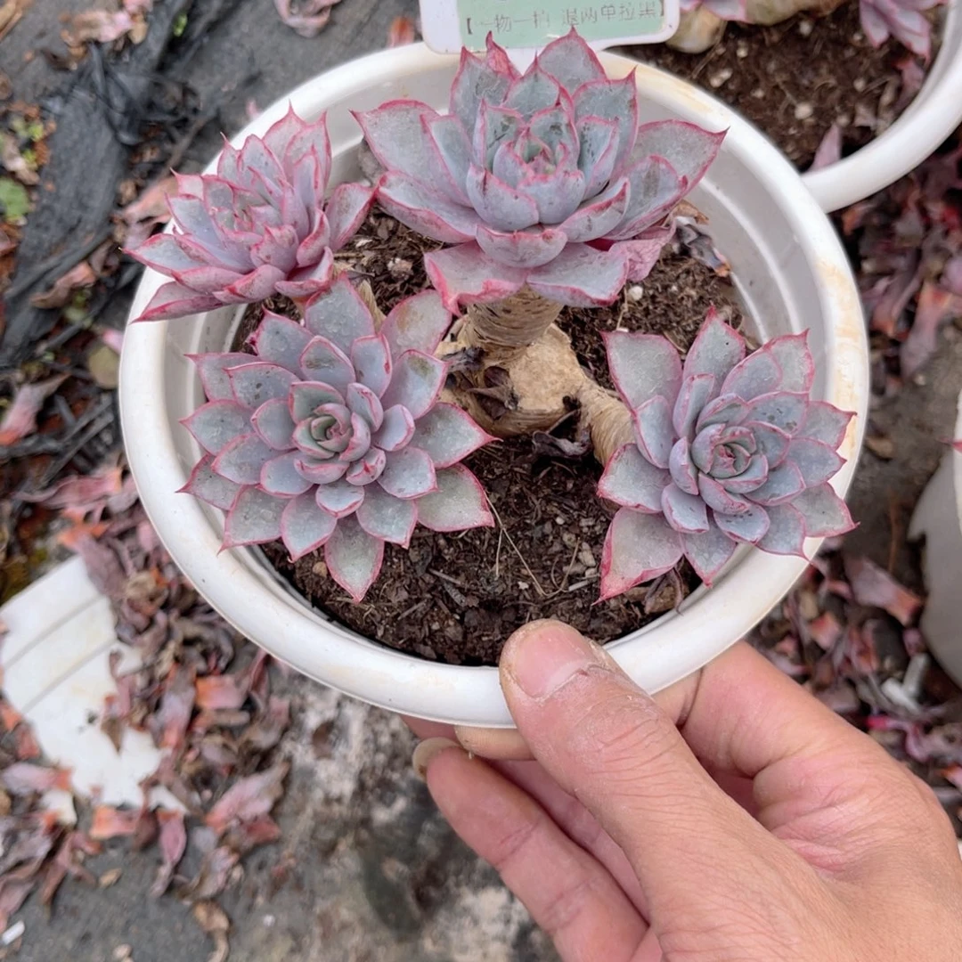 云尘多肉一物一拍304