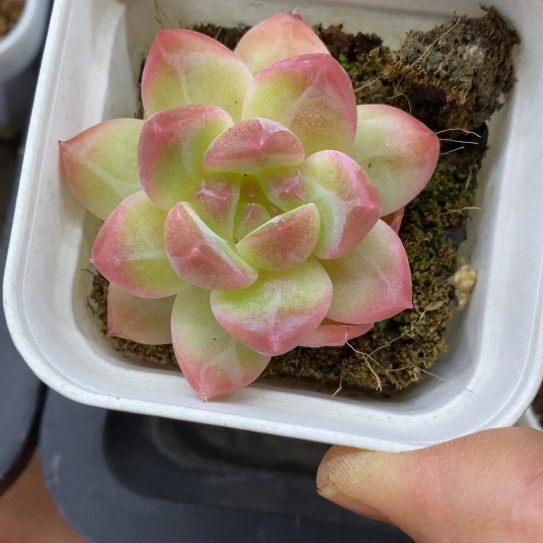 精品多肉一物一拍不包整6