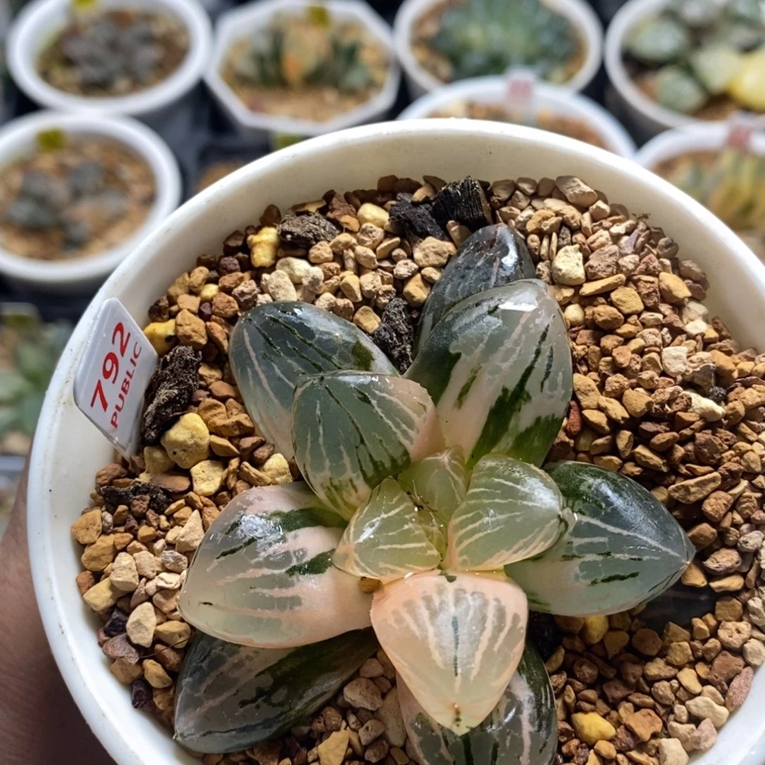 不开花植物792玉潭