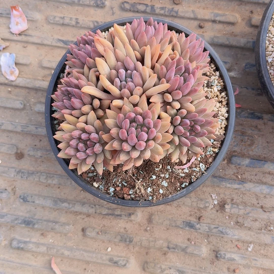 莎*姐的哦我有我我困在学校