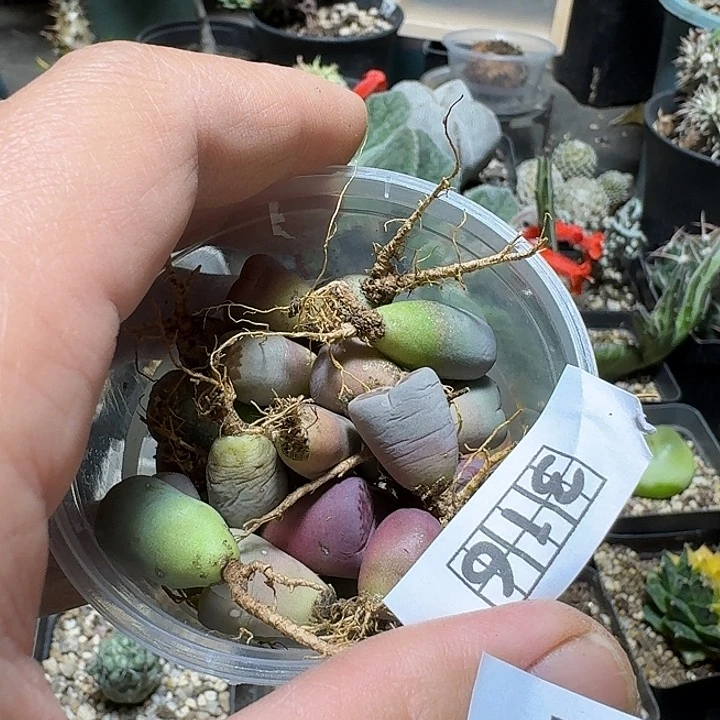 317生石花25粒一份脱土发货随机