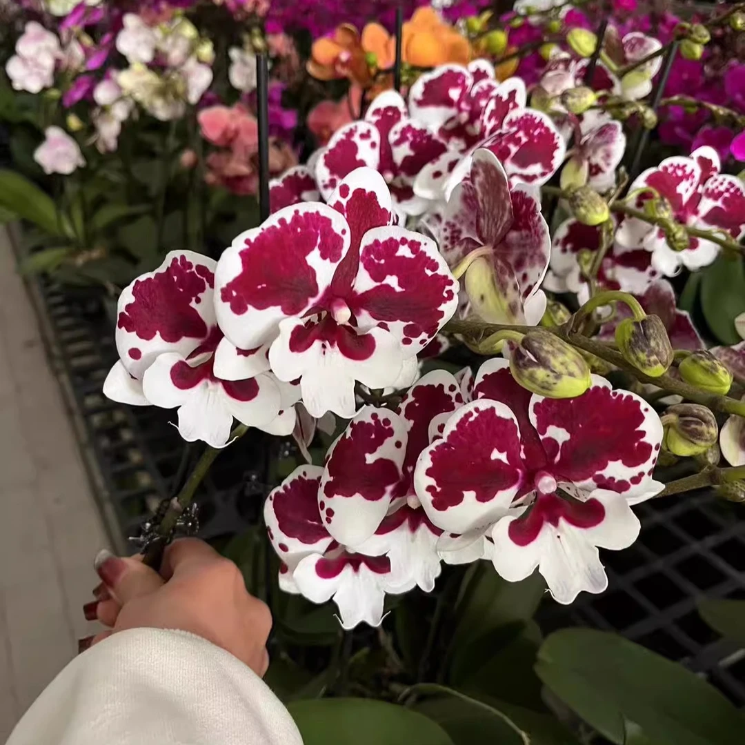 3.0寸一千零一夜 双梗 3颗