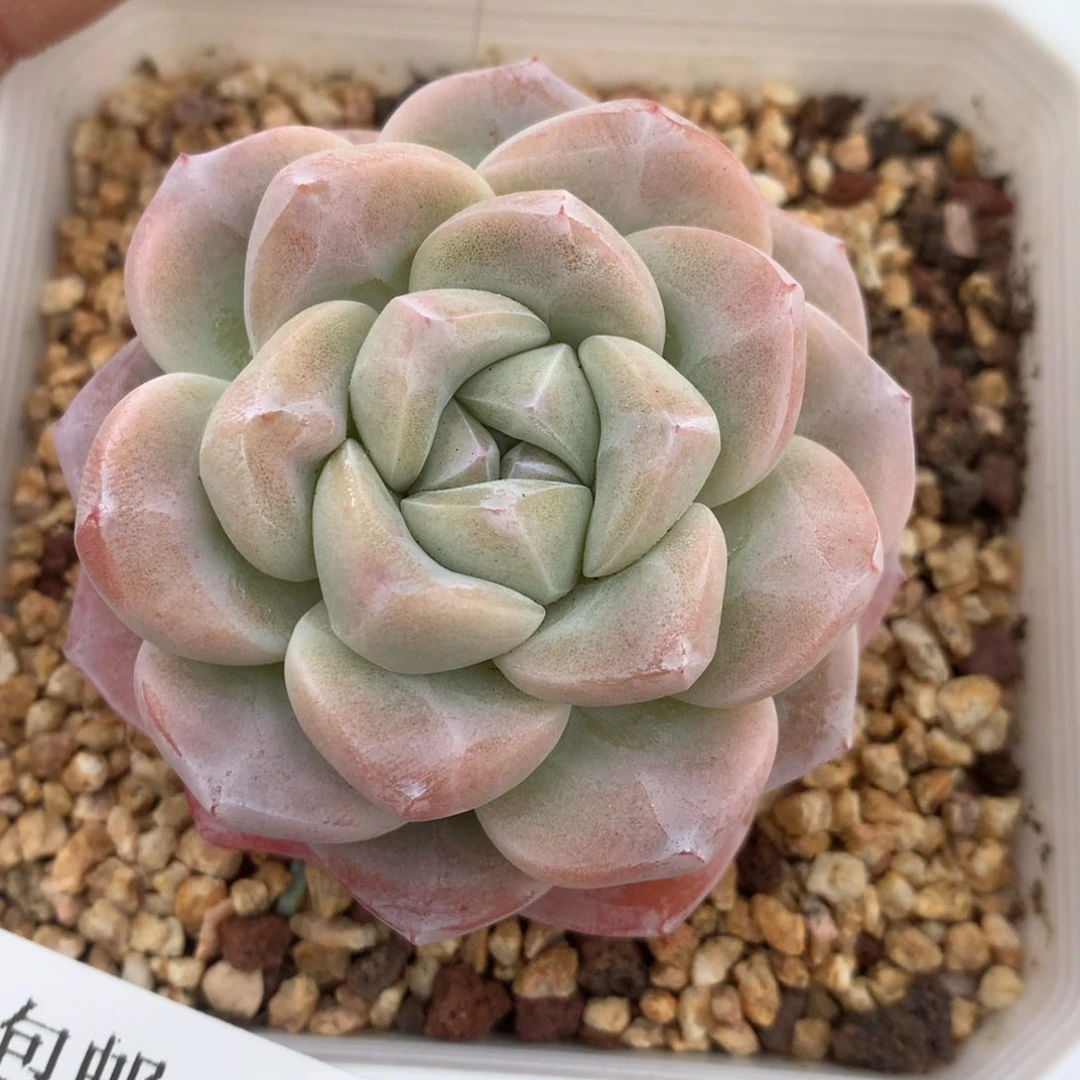 0213-29 冰玉优选