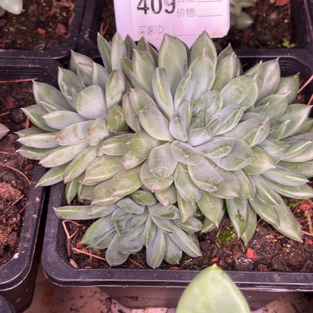 美人系杂多肉植物409