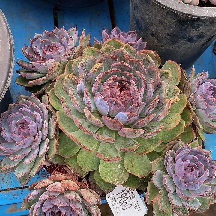 冰***水蓝色妖姬19060多肉多肉