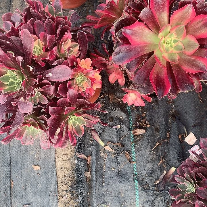 刘**药102两颗多肉植物