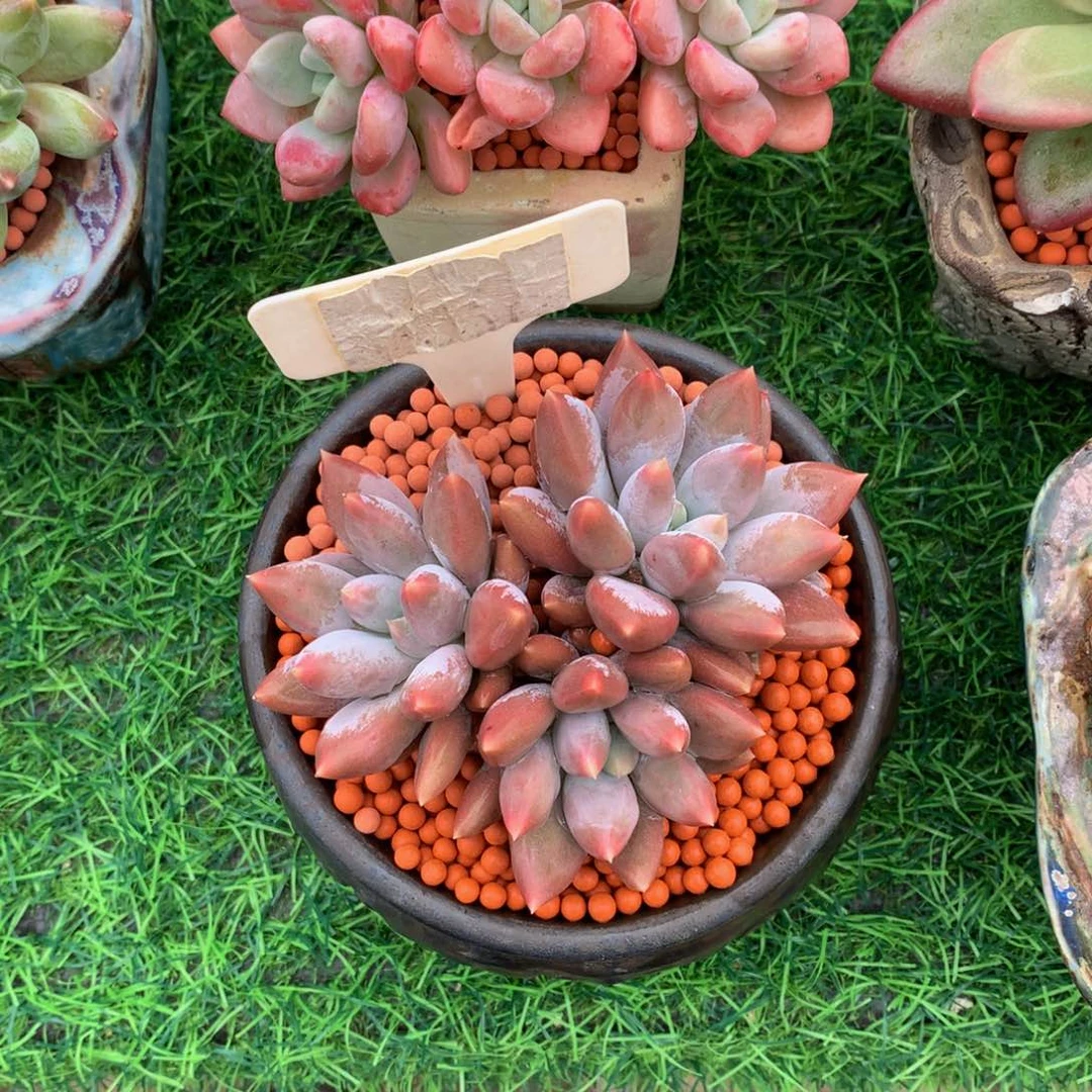 往***风多头植物63737373737