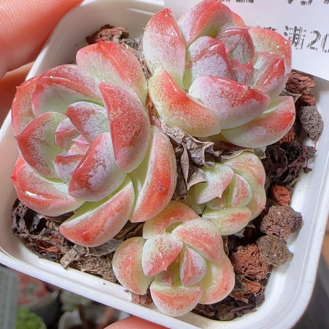 花语逸镜1023-122藤心珍妮