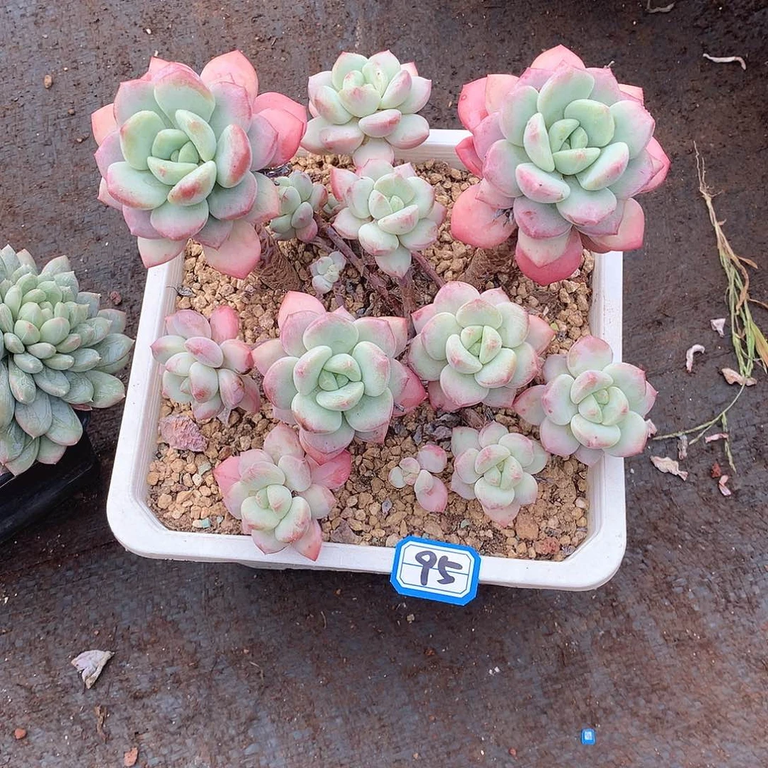 95 拉丝雨 一物一拍多肉