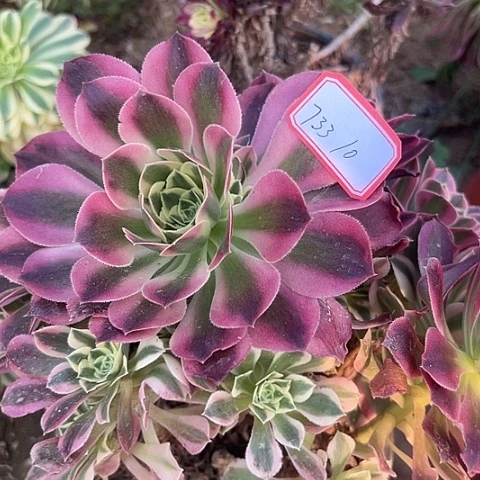 多肉植物白凤733