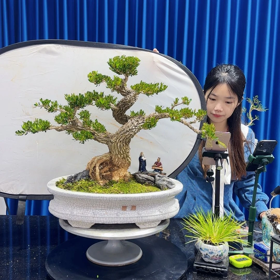 黄杨室内室外盆景