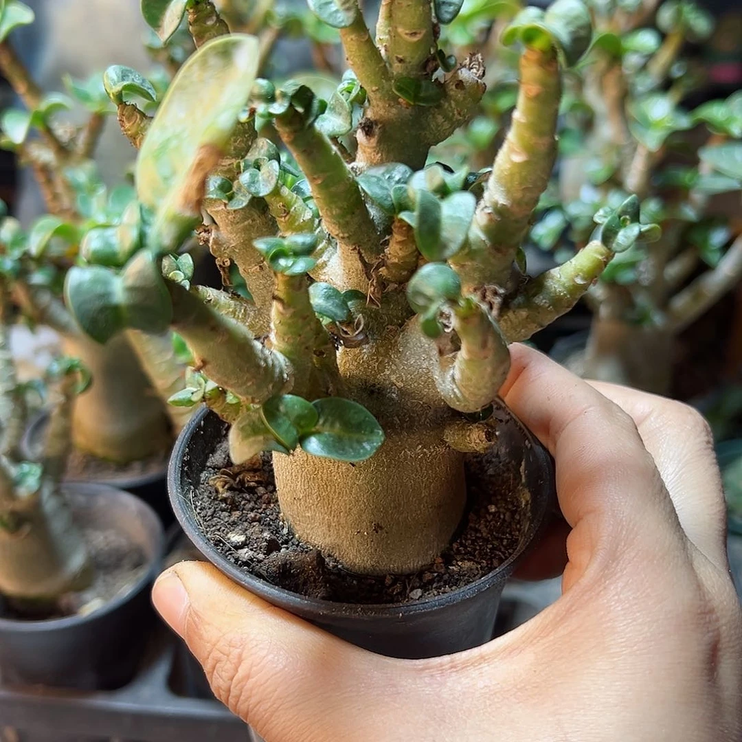 哥斯拉沙漠叶展6公分