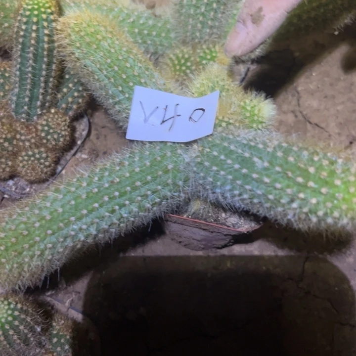 ?V40自根金妞粉水晶40