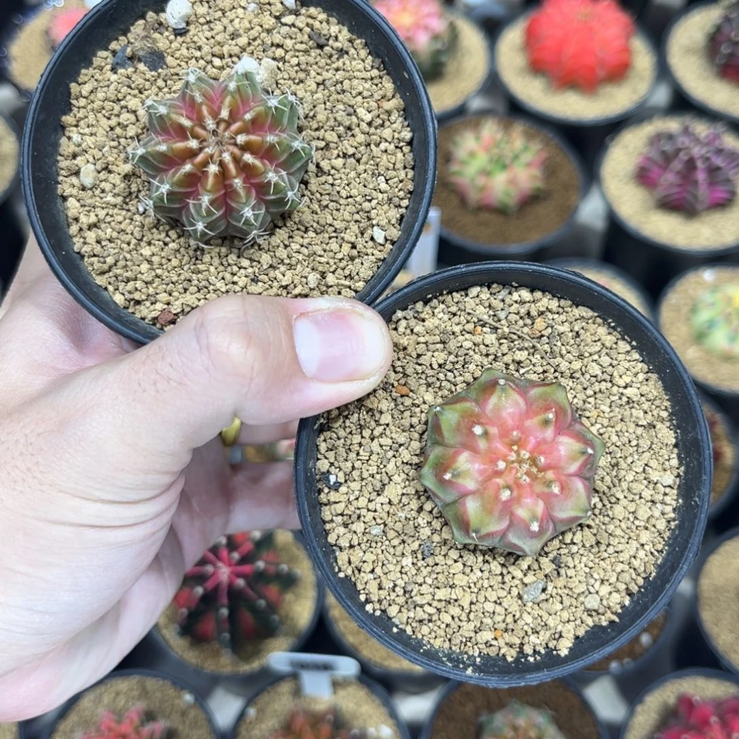 轮回组合—————————-