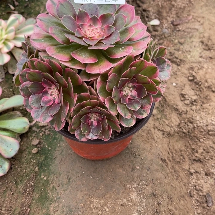 4469荔枝的人多肉的