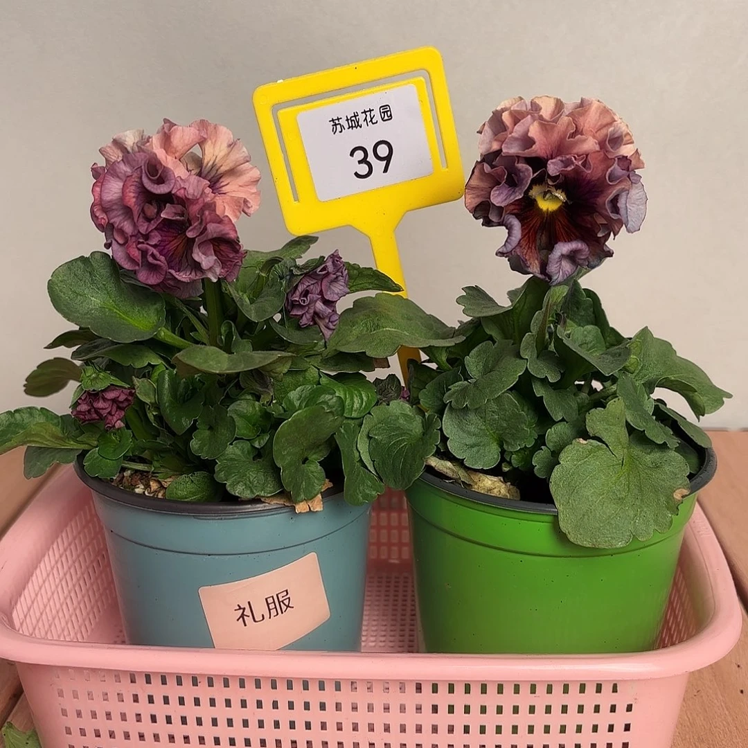 大部分开放少量花苞39