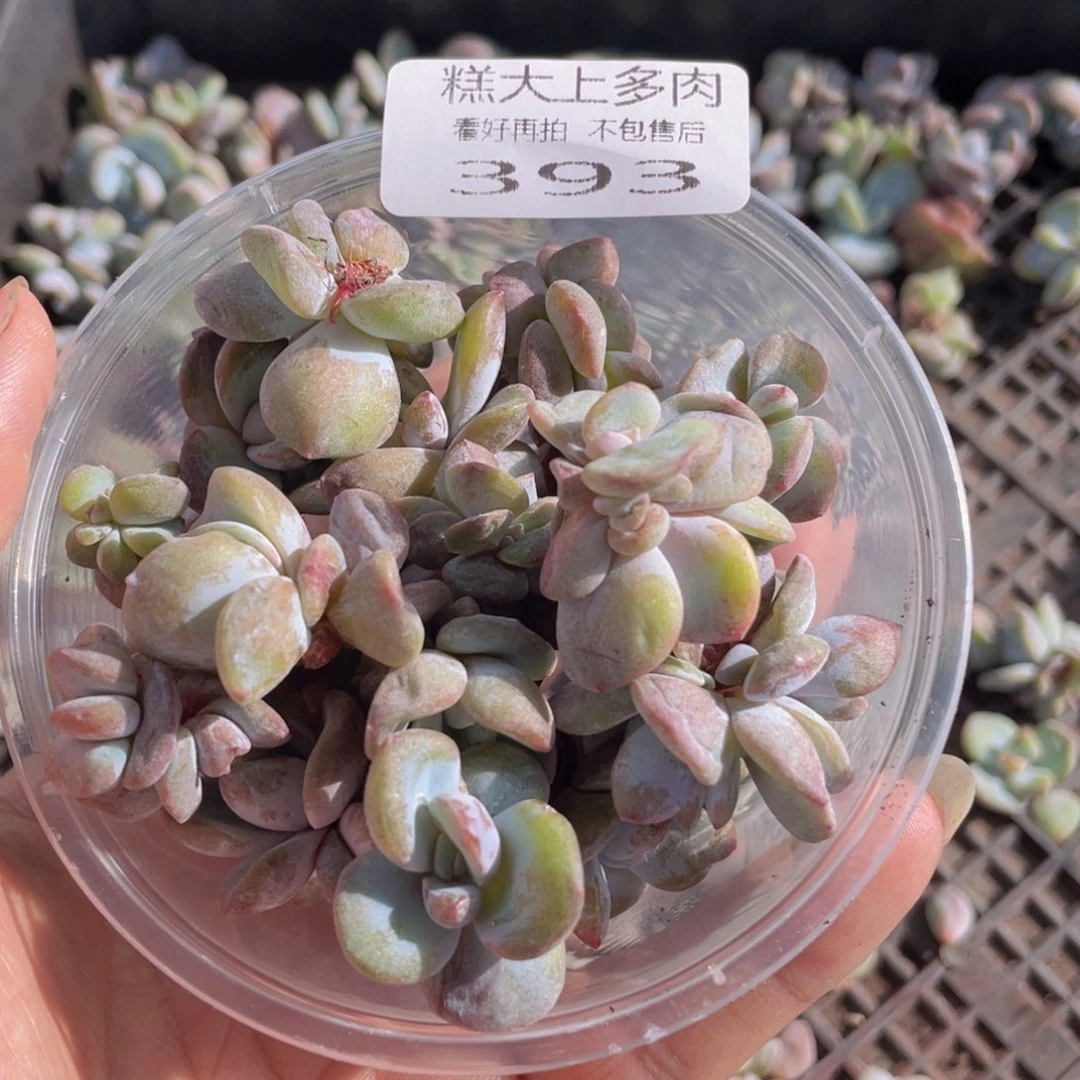 糕大上多肉植物393