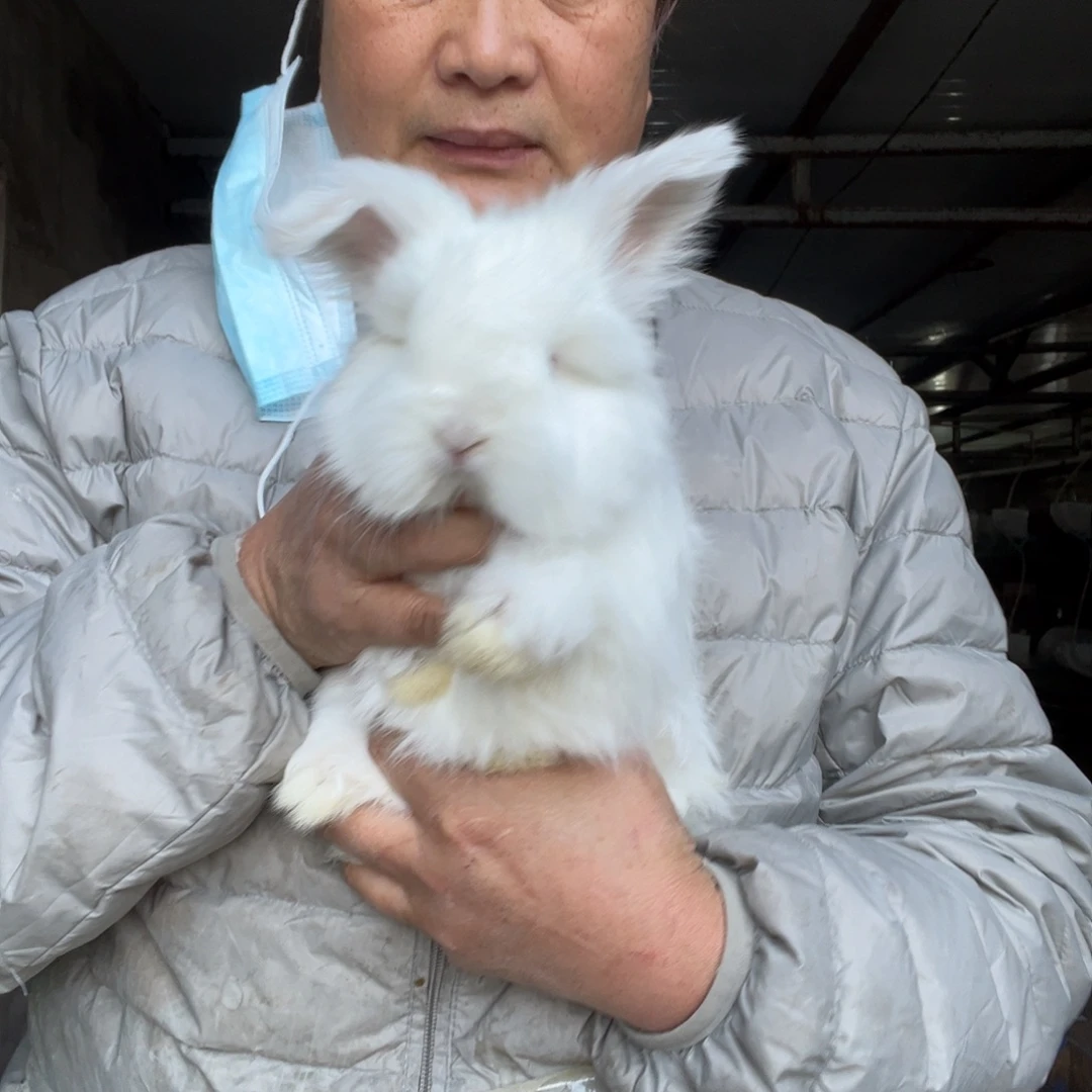 英系安哥拉宠物兔子