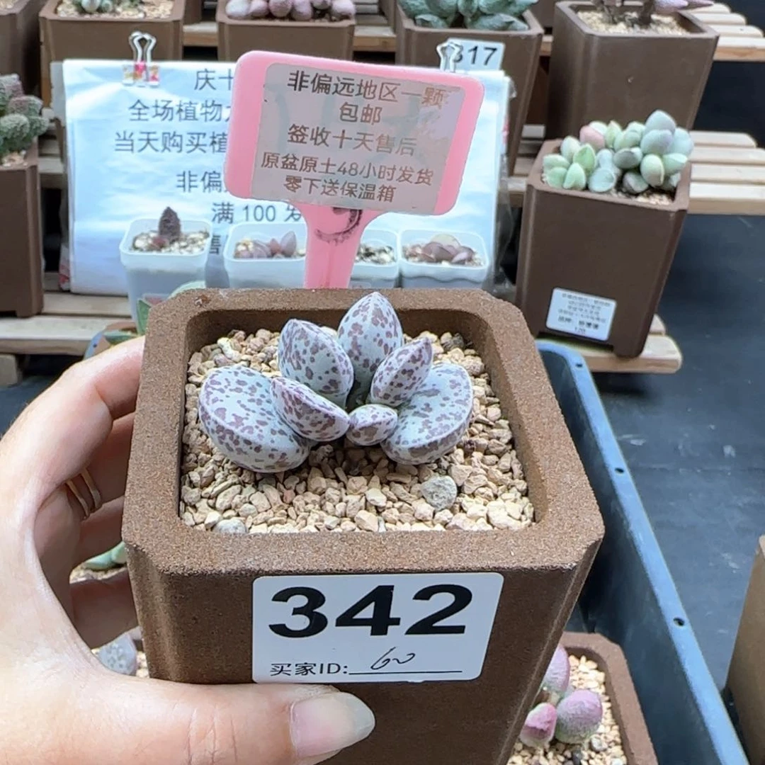 342花旦多肉植物