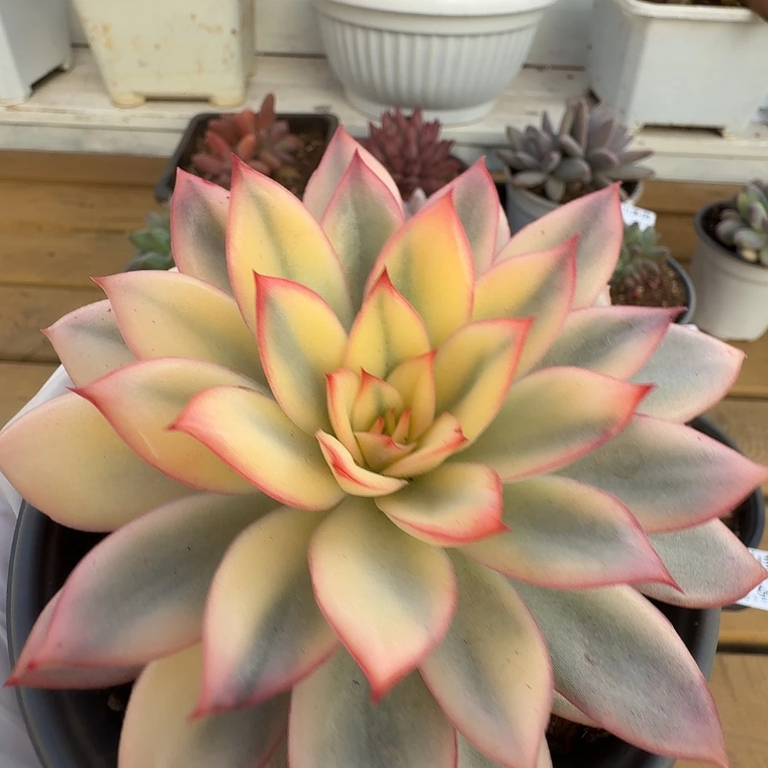 月光女神锦111231-67