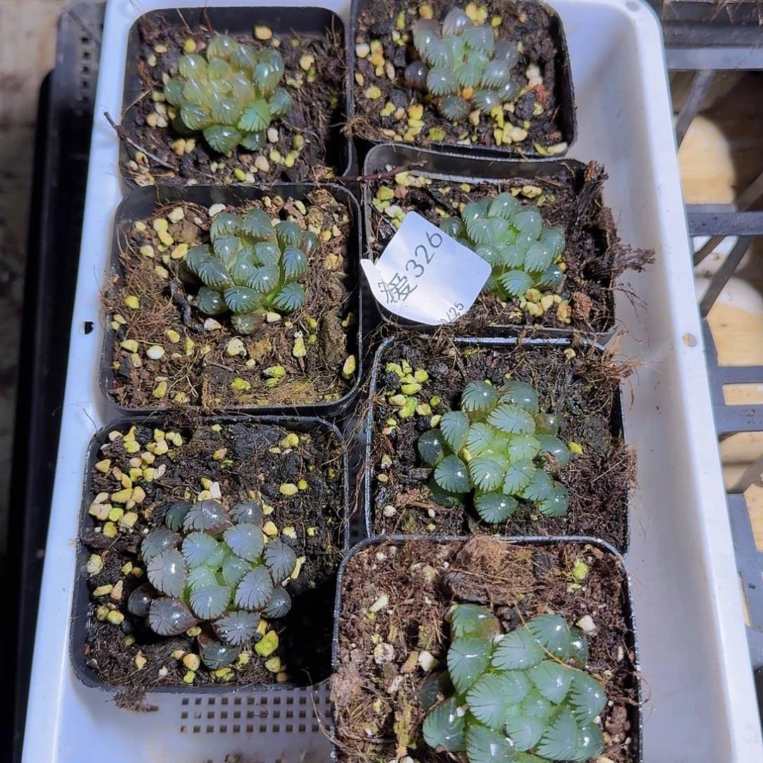 直播福利一物一拍326