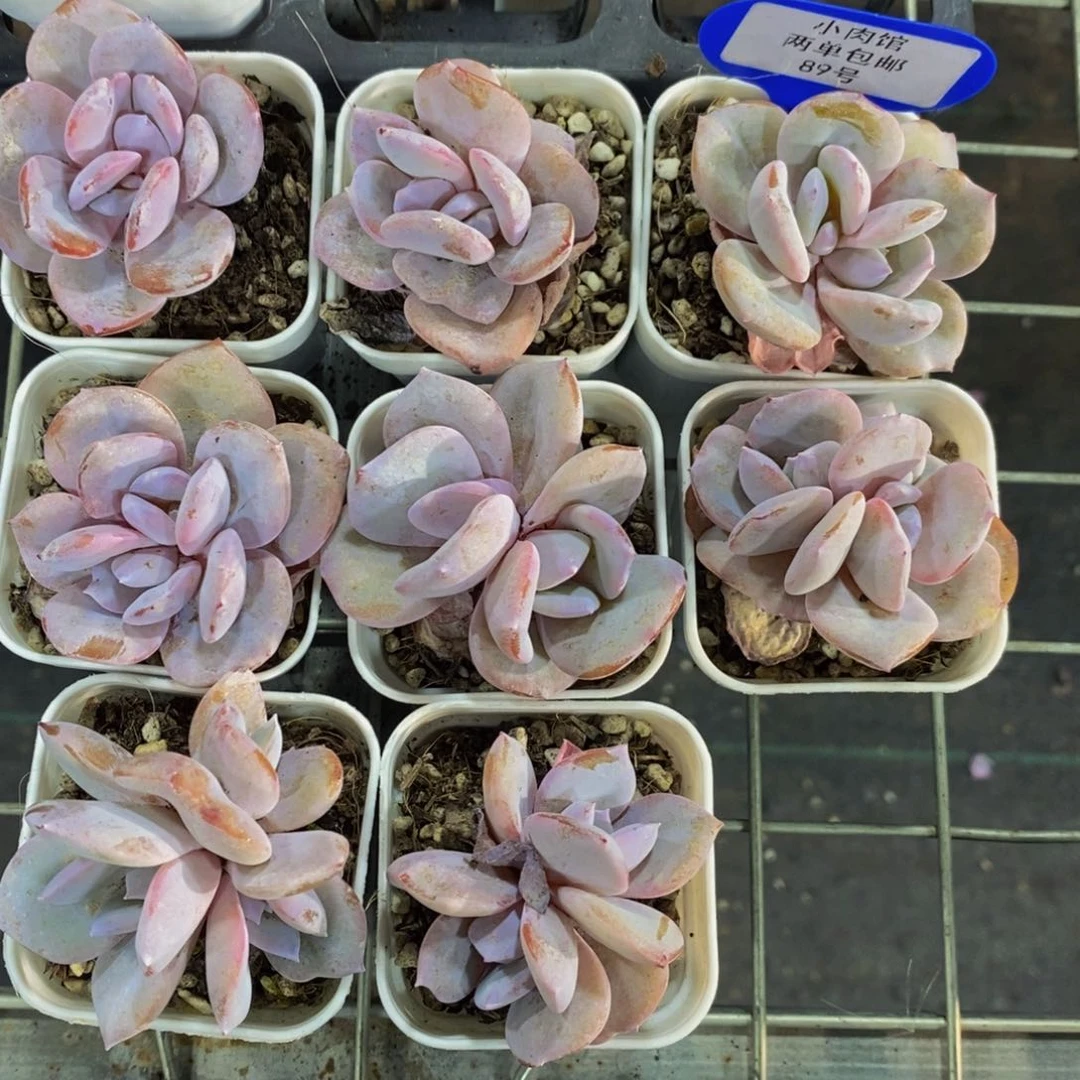 89-精品正版奶茶双头一个