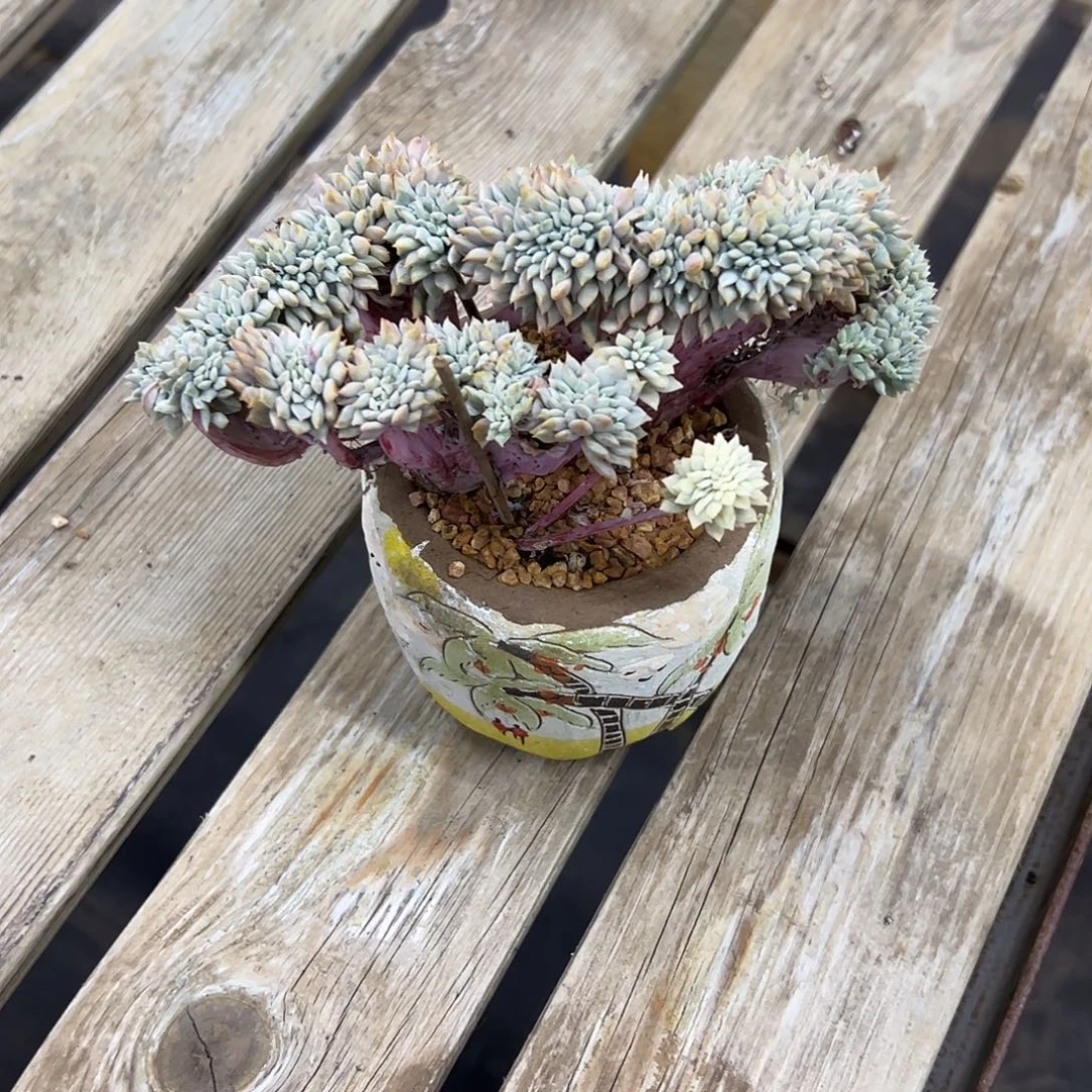 杂交有伤18 零零多肉植物