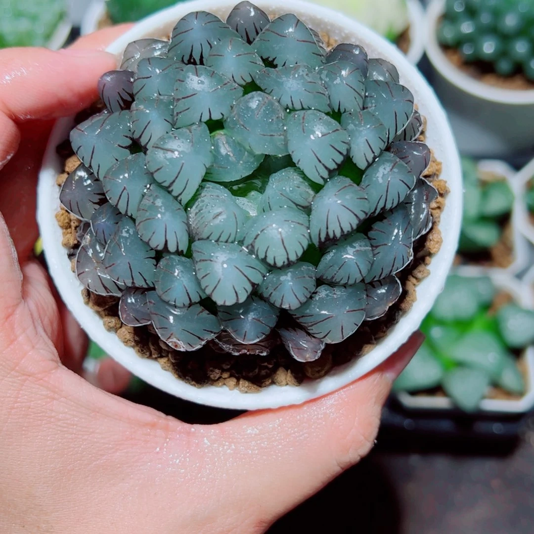 母本紫姬玉露多肉