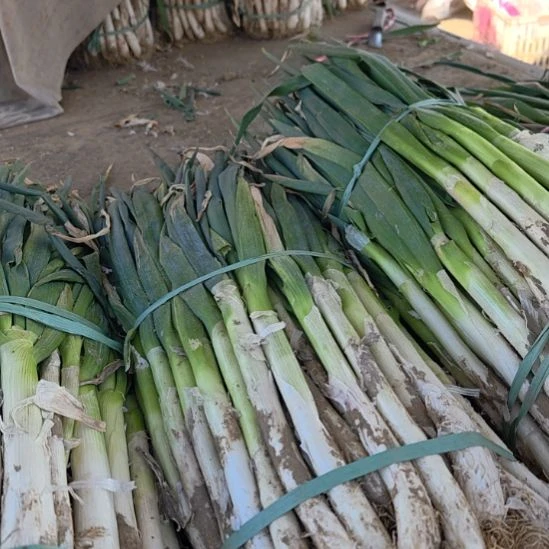中国大陆本地大葱五斤含箱赶集